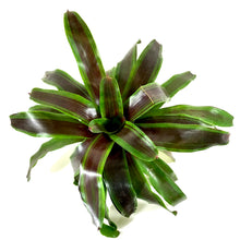 Load image into Gallery viewer, Bromeliad, 6in, Neoregelia Namaskar - Floral Acres Greenhouse & Garden Centre