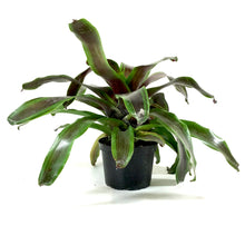 Load image into Gallery viewer, Bromeliad, 6in, Neoregelia Namaskar - Floral Acres Greenhouse & Garden Centre