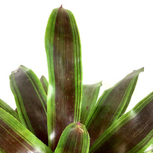 Load image into Gallery viewer, Bromeliad, 6in, Neoregelia Namaskar - Floral Acres Greenhouse & Garden Centre