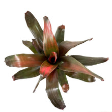 Load image into Gallery viewer, Bromeliad, 6in, Neoregelia Maria - Floral Acres Greenhouse & Garden Centre