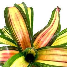 Load image into Gallery viewer, Bromeliad, 6in, Neoregelia Full Moon - Floral Acres Greenhouse & Garden Centre