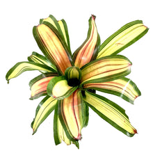 Load image into Gallery viewer, Bromeliad, 6in, Neoregelia Full Moon - Floral Acres Greenhouse & Garden Centre