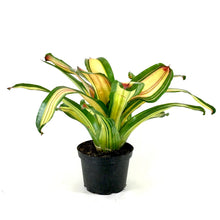 Load image into Gallery viewer, Bromeliad, 6in, Neoregelia Full Moon - Floral Acres Greenhouse & Garden Centre