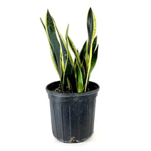 Load image into Gallery viewer, Sansevieria, 10in, Black Gold - Floral Acres Greenhouse & Garden Centre