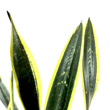 Load image into Gallery viewer, Sansevieria, 10in, Black Gold - Floral Acres Greenhouse & Garden Centre