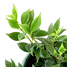Load image into Gallery viewer, Lipstick Plant, 8in HB, Mona Lisa - Floral Acres Greenhouse & Garden Centre