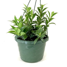 Load image into Gallery viewer, Lipstick Plant, 8in HB, Mona Lisa - Floral Acres Greenhouse & Garden Centre
