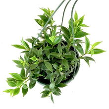 Load image into Gallery viewer, Lipstick Plant, 8in HB, Mona Lisa - Floral Acres Greenhouse & Garden Centre