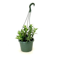 Load image into Gallery viewer, Lipstick Plant, 8in HB, Mona Lisa - Floral Acres Greenhouse & Garden Centre