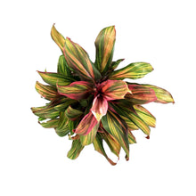 Load image into Gallery viewer, Cordyline, 10in, Harlequin