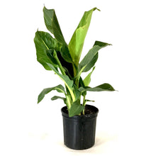 Load image into Gallery viewer, Canna, 10in, Bengal Tiger Striped - Floral Acres Greenhouse & Garden Centre