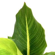 Load image into Gallery viewer, Canna, 10in, Bengal Tiger Striped - Floral Acres Greenhouse & Garden Centre