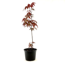Load image into Gallery viewer, Japanese Maple, 6in - Floral Acres Greenhouse & Garden Centre