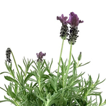 Load image into Gallery viewer, Spanish Lavender, 5in - Floral Acres Greenhouse & Garden Centre
