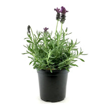 Load image into Gallery viewer, Spanish Lavender, 5in - Floral Acres Greenhouse & Garden Centre