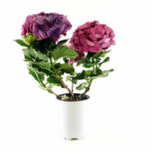 Load image into Gallery viewer, Hydrangea, 4.5in, Assorted Colours - Floral Acres Greenhouse & Garden Centre