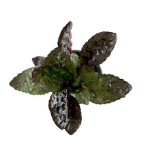 Load image into Gallery viewer, Waffle Plant, 4in, Purple - Floral Acres Greenhouse & Garden Centre