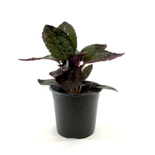 Load image into Gallery viewer, Waffle Plant, 4in, Purple - Floral Acres Greenhouse & Garden Centre