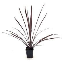 Load image into Gallery viewer, Cordyline, 3.5in, Red Sensation - Floral Acres Greenhouse & Garden Centre