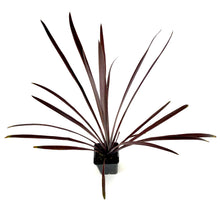 Load image into Gallery viewer, Cordyline, 3.5in, Red Sensation - Floral Acres Greenhouse & Garden Centre
