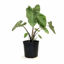 Load image into Gallery viewer, Colocasia, 10in, Mojito - Floral Acres Greenhouse & Garden Centre