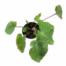 Load image into Gallery viewer, Colocasia, 10in, Mojito - Floral Acres Greenhouse & Garden Centre