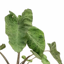 Load image into Gallery viewer, Colocasia, 10in, Mojito - Floral Acres Greenhouse & Garden Centre