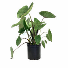 Load image into Gallery viewer, Colocasia, 10in, Blue Hawaii - Floral Acres Greenhouse & Garden Centre