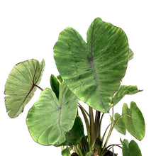 Load image into Gallery viewer, Colocasia, 10in, Blue Hawaii - Floral Acres Greenhouse & Garden Centre