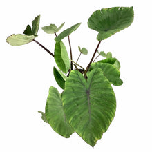 Load image into Gallery viewer, Colocasia, 10in, Blue Hawaii - Floral Acres Greenhouse & Garden Centre