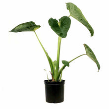 Load image into Gallery viewer, Colocasia, 10in, Nancy's Revenge - Floral Acres Greenhouse & Garden Centre