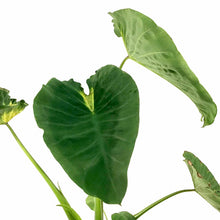 Load image into Gallery viewer, Colocasia, 10in, Nancy's Revenge - Floral Acres Greenhouse & Garden Centre