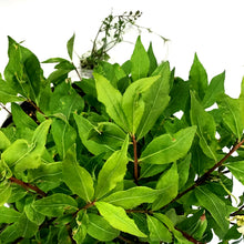 Load image into Gallery viewer, Burning Bush, 2 gal, Fire Ball® Proven Winners