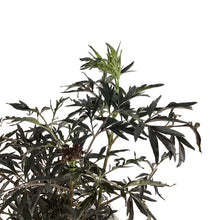 Load image into Gallery viewer, Elder, 2 gal, Black Lace® - Floral Acres Greenhouse & Garden Centre
