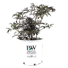 Load image into Gallery viewer, Elder, 2 gal, Black Lace® - Floral Acres Greenhouse & Garden Centre