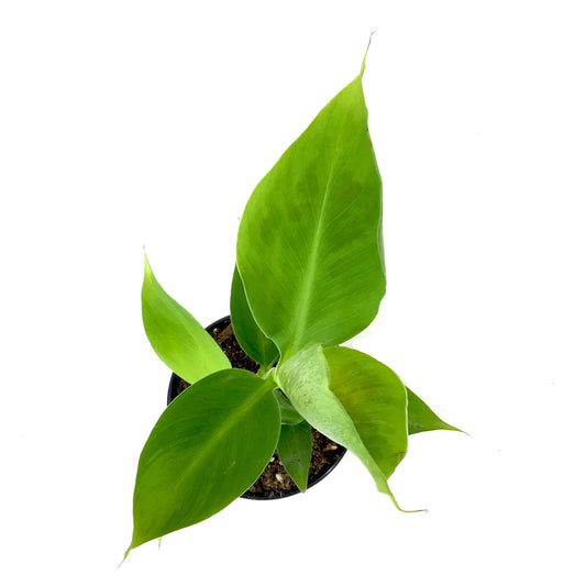 Banana, 4in, Dwarf Cavendish - Floral Acres Greenhouse & Garden Centre