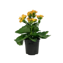 Load image into Gallery viewer, Calandiva Kalanchoe, 4in, Assorted Colours