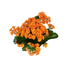 Load image into Gallery viewer, Calandiva Kalanchoe, 4in, Assorted Colours