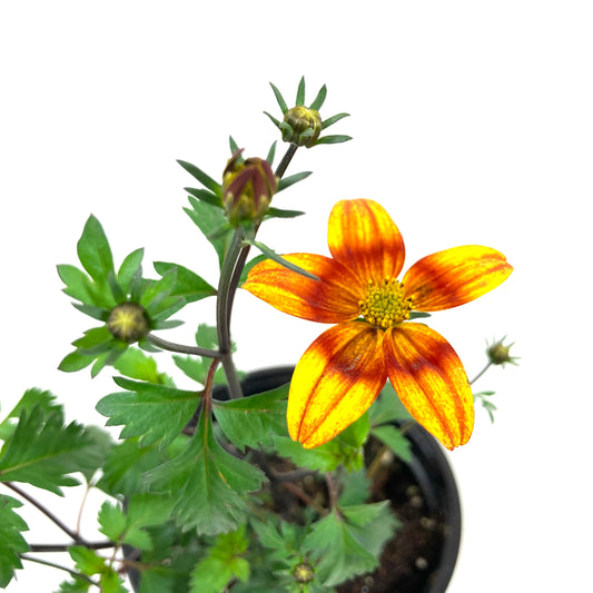 Potted Annual, 4in, Bidens - Floral Acres Greenhouse & Garden Centre