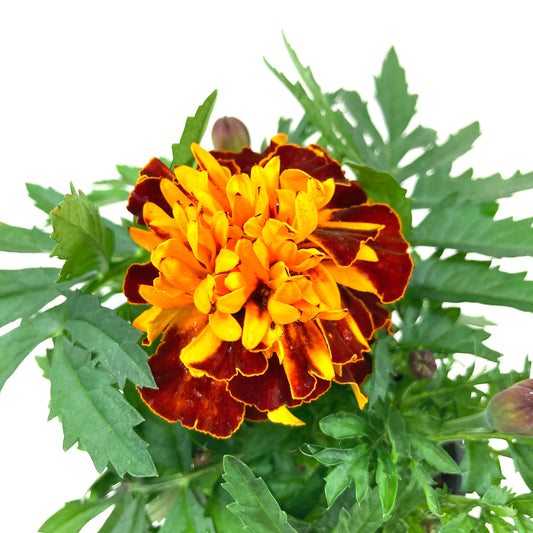 Potted Annual, 4in, Marigold - Floral Acres Greenhouse & Garden Centre