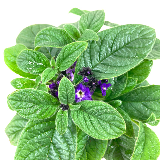 Potted Annual, 4in, Heliotrope - Floral Acres Greenhouse & Garden Centre