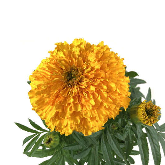 Potted Annual, 5in, Marigold - Floral Acres Greenhouse & Garden Centre