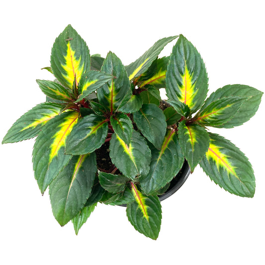 Potted Annual, 5in, Impatiens - Floral Acres Greenhouse & Garden Centre