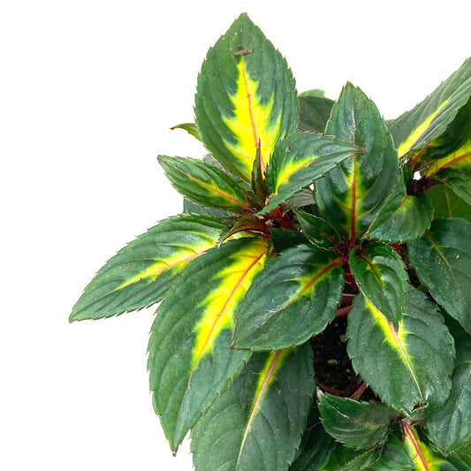 Annual, 5in, Impatiens