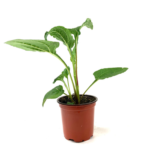 Perennial, 4in, Coneflower - Floral Acres Greenhouse & Garden Centre