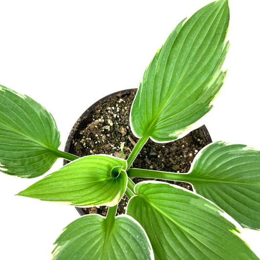 Perennial, 1gal, Hosta 'Francee' - Floral Acres Greenhouse & Garden Centre