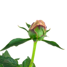 Load image into Gallery viewer, Perennial, 1gal, Garden Peony 'Bowl of Beauty' - Floral Acres Greenhouse & Garden Centre