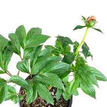 Load image into Gallery viewer, Perennial, 1gal, Garden Peony 'Bowl of Beauty' - Floral Acres Greenhouse & Garden Centre