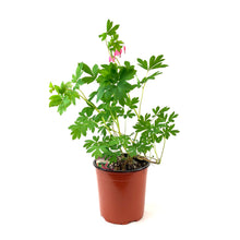Load image into Gallery viewer, Perennial, 1gal, Bleeding Heart - Floral Acres Greenhouse & Garden Centre