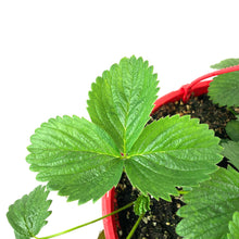 Load image into Gallery viewer, Fruit, 10in, Strawberry Hanging Basket